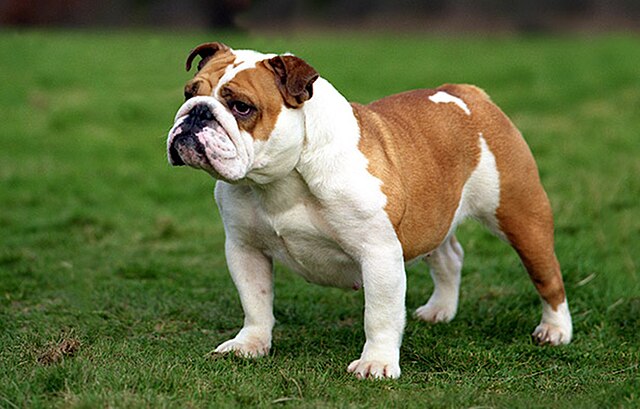 A few words about the Bulldog breed