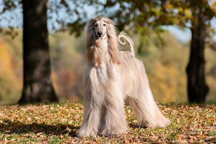 How to care for Afghan Hounds