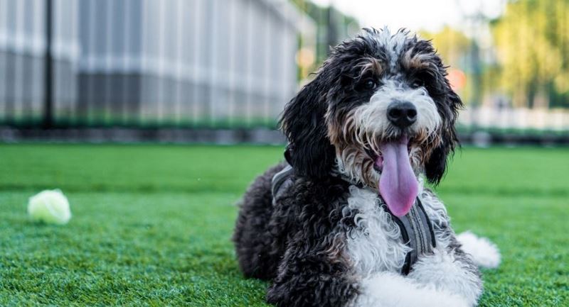 Personality of Bernedoodle dogs