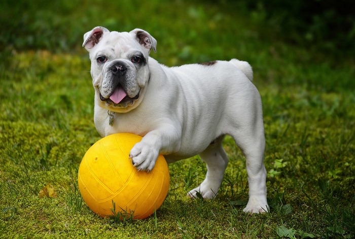 Things to keep in mind when raising a Bulldog
