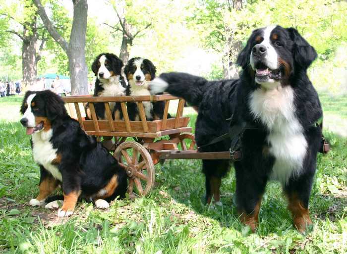 What are the characteristics of Appenzeller Sennenhunde