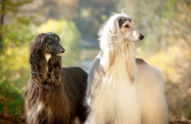 What are the characteristics of the Afghan Hound