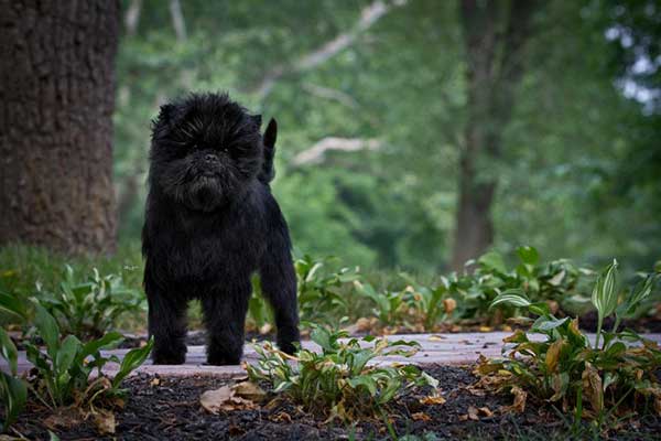 Affenpinscher dogs are a special breed of dog