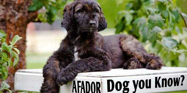Characteristics of the Afador dog breed