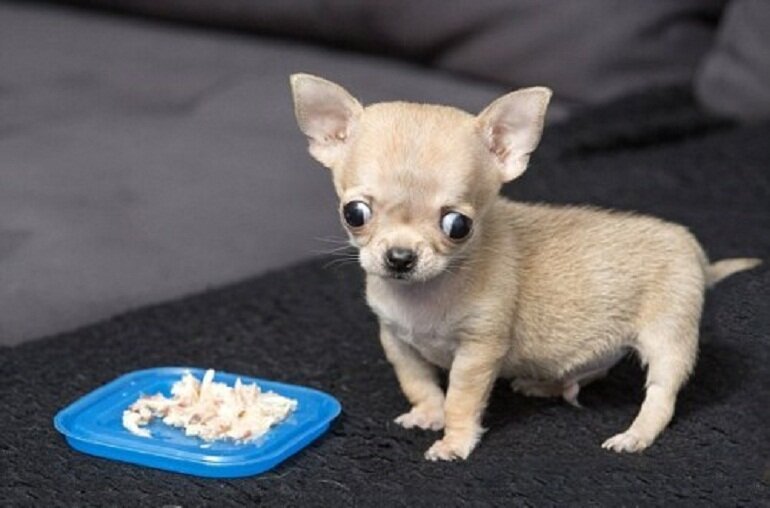 Appearance of Chihuahua dog