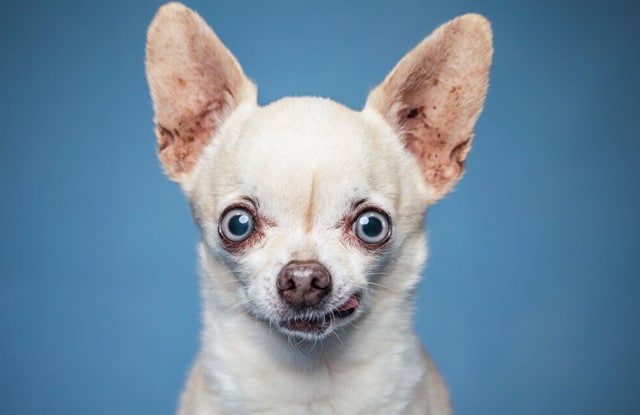 Personality characteristics of the Chihuahua dog breed