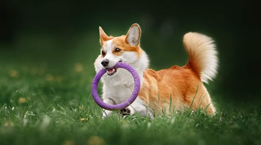 Corgi dog toys are diverse and easy to use
