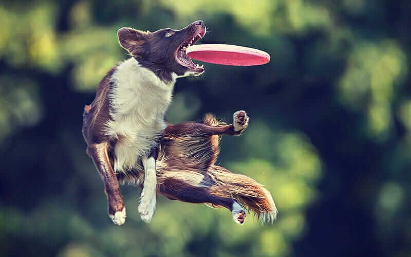 Flying disc toys effectively train dogs