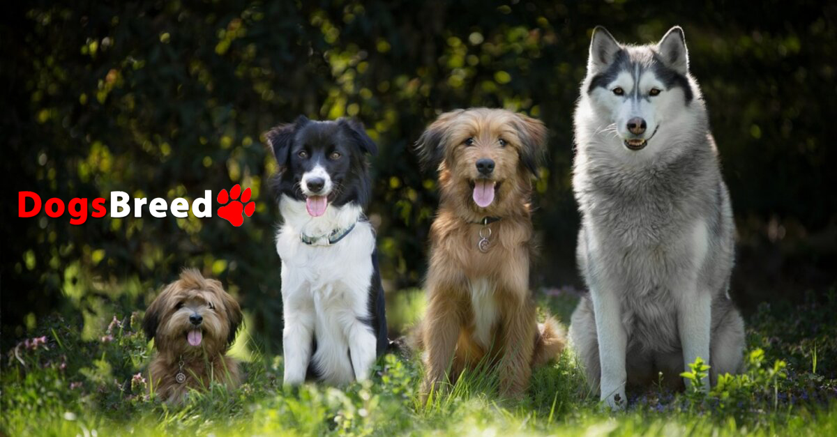 Website about current dog breeds