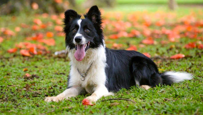 Herding dogs are strong and full of courage