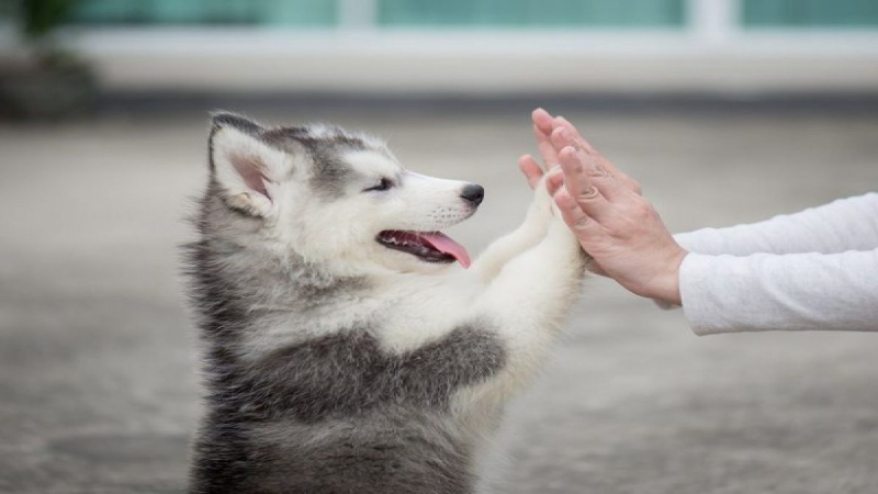 How to train your puppy to shake hands