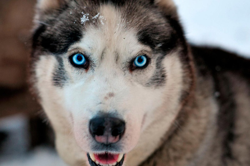 There are many ways to choose a name for a Husky dog
