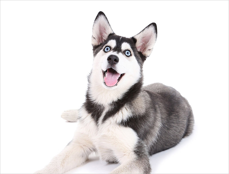 Husky is a dog breed with an interesting personality