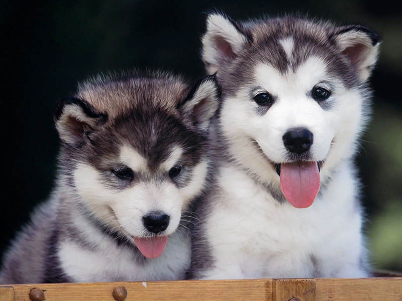 Name your Husky according to personality