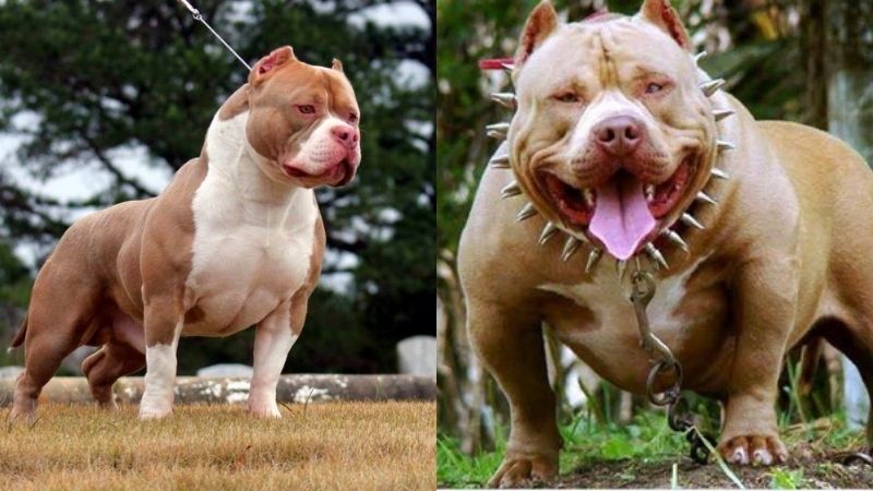 Training Pitbull dogs to obey