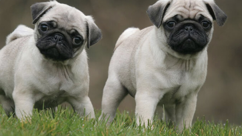 Pictures of Pug dogs from 3 to 6 months old