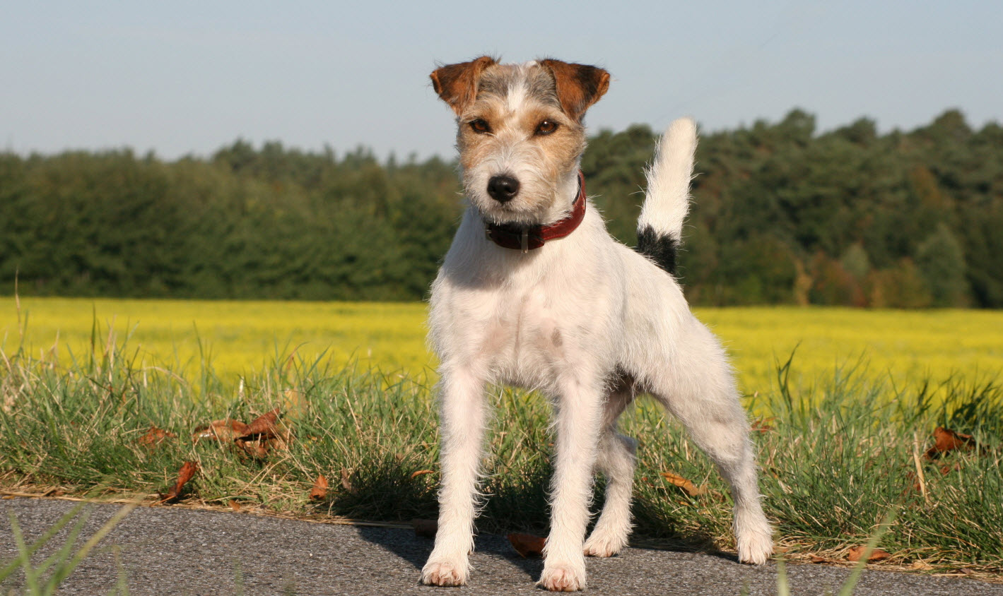 Terrier dogs breeds: The Mighty Predator