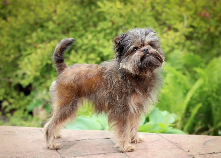 What is special about the Affenpinscher dog?