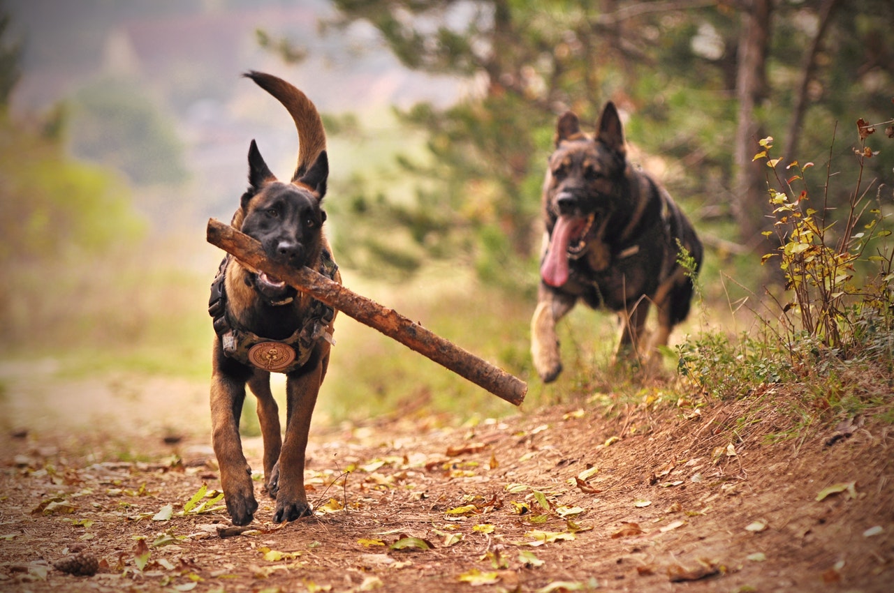 Working Dogs - Great 4-legged human companions