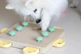 Best Interactive Dog Toys for Bored Pets in 2024
