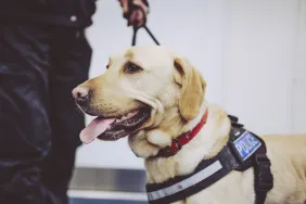 New Haven Police Swear In Department’s First Therapy Dog