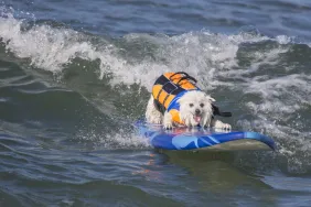 Dogs Compete in Huntington Beach Surfing Competition
