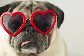 Best Valentine’s Day Dog Toys: What To Buy Your Pet for 2024