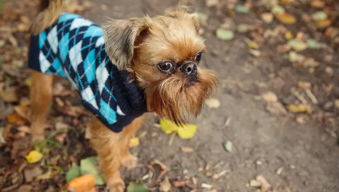 Brussels Griffon dog on a walk in the Park in autumn