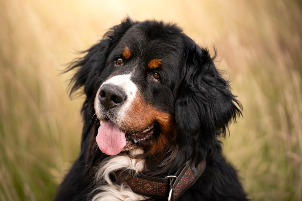 Bernese Mountain Dog, a breed with a high risk of cancer, poses for a portrait. The doggy sits outside with his head tilted slightly to the side. Outdoor photo