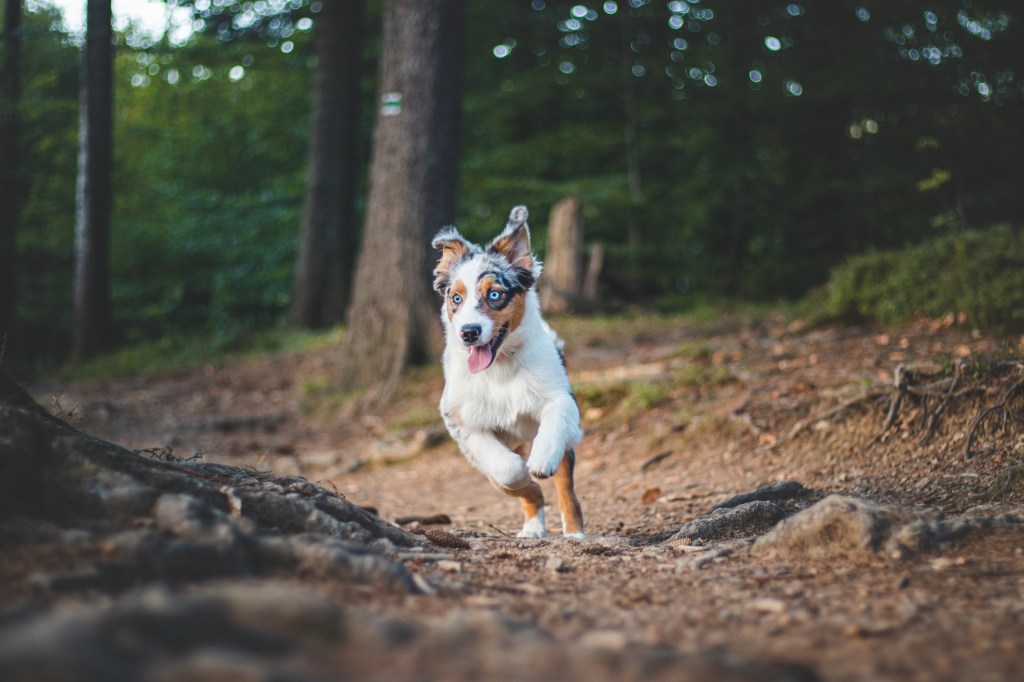 Candid portrait of an Australian Shepherd, an active dog with a high energy level breed, on a run in the woods.