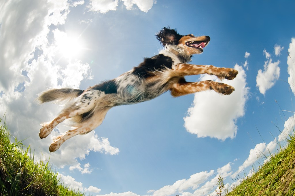 Mix breed dog caught in the middle of a jump.