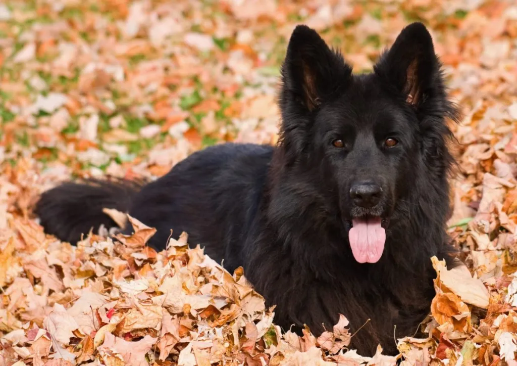 Black German Shepherd Dog in Leaf Pile