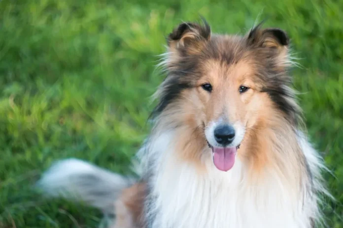 Portrait of beautiful rough collie sitting in the grass.