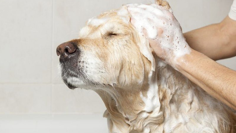 How to completely treat dogs with skin fungus