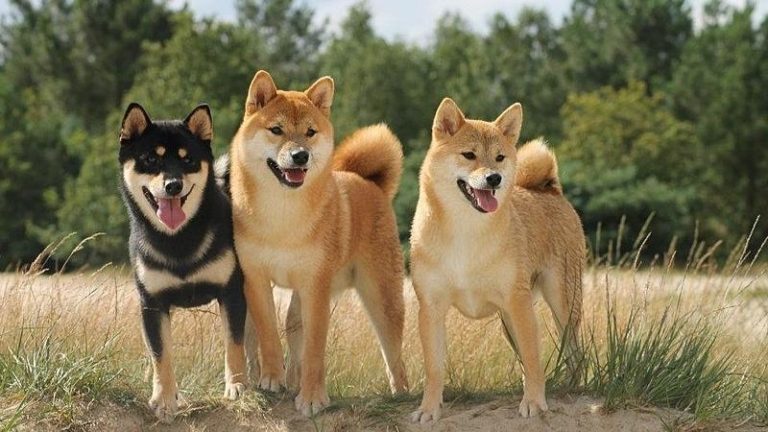 Shiba Inu Dog Breed Information And Characteristics